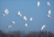 19_DSC4027_Great_White_Egret_siege_72pc