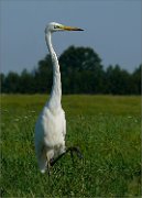 P1370156_GWE_one_leg_up