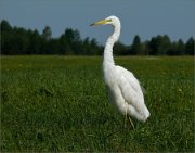 P1370196_GWE_alone