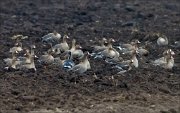 15_DSC8190_Greater_White-fronted_Goose_ft_Lesser_White-fronted_Goose_await_19pc