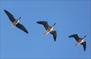 19_DSC3278_Greater_White-fronted_Goose_trilogy_57pc