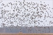 22_DSC0082_Greater_White-fronted_Goose_squash_101pc