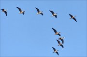 23_DSC2593_Greater_White-fronted_Goose_62pc