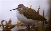 05_DSC1335_Green_Sandpiper_early_migrant_110pc