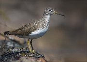 17_DSC0255_Green_Sandpiper_ability_79pc