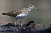 17_DSC0328_Green_Sandpiper_scowl_64pc