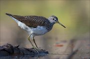 17_DSC0401_Green_Sandpiper_curl_49pc