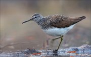 17_DSC0455_Green_Sandpiper_step_56pc