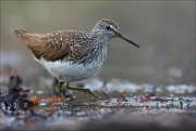 17_DSC0542_Green_Sandpiper_pace_63pc