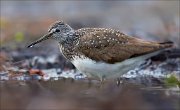 17_DSC0624_Green_Sandpiper_deeper_84pc