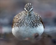 17_DSC0678_Green_Sandpiper_forward_47pc
