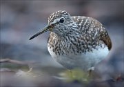 17_DSC0733_Green_Sandpiper_optic_85pc