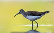 18_DSC0570_Green_Sandpiper_galore_50pc