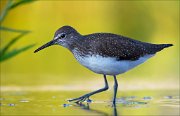 18_DSC1397_Green_Sandpiper_sneak_94pc