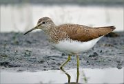 P1600475_Wood_Sandpiper_at_dawn_76pc