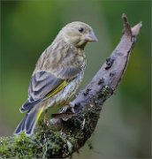 02_DSC1667_Greenfinch_on_moss_perch_92pc