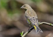 02_DSC1741_Greenfinch_backview_on_willow_perch_87pc
