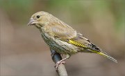 02_DSC1772_Greenfinch_inquisitive_69pc