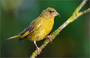 05_DSC5502_Greenfinch_morning_guest_97pc