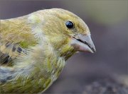 05_DSC6426_Greenfinch_close_look_65pc