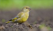 05_DSC6448_Greenfinch_got_the_power_87pc