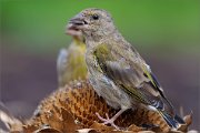 05_DSC6463_Greenfinch_is_that_all_100pc