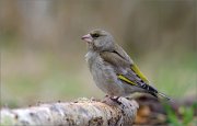 05_DSC8865_Greenfinch_helpmate_64pc