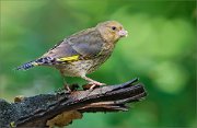 06_DSC3197_Greenfinch_dunno_89pc