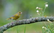 06_DSC6309_Greenfinch_campion_flowers_99pc