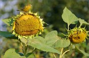 06_DSC7080_Greenfinch_sunblower_97pc