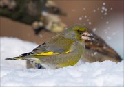 14_DSC7225_European_Greenfinch_informal_46pc