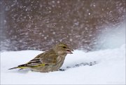 14_DSC7784_European_Greenfinch_blizzard_78pc