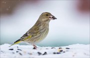 14_DSC7910_European_Greenfinch_expose_57pc