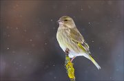 14_DSC8050_European_Greenfinch_stand_out_71pc