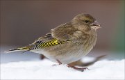 16_DSC3250_European_Greenfinch_essence_86pc