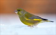 16_DSC3292_European_Greenfinch_ardent_65pc