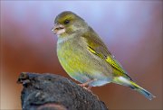 16_DSC3377_European_Greenfinch_frivolous_62pc