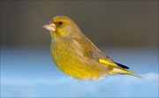 16_DSC3433_European_Greenfinch_frappe_50pc