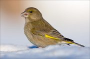 16_DSC3917_European_Greenfinch_schooling_76pc