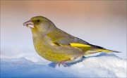 16_DSC3984_European_Greenfinch_blush_89pc