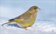 21_DSC6610_European_Greenfinch_bulb_73pc