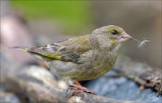 22_DSC2665_European_Greenfinch_frivolous_96pc