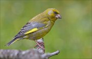 22_DSC2688_European_Greenfinch_levy_72pc