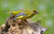 22_DSC3736_European_Greenfinch_hostility_58pc