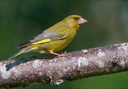 22_DSC4376_European_Greenfinch_lightsome_62pc