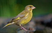 22_DSC5653_European_Greenfinch_bouncer_97pc