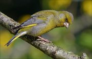 23_DSC4899_European_Greenfinch_rampant_92pc