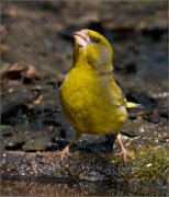 P1510027_Greenfinch_near_pond_56pc