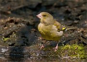 P1510046_Greenfinch_female_near_a_pond_81pc