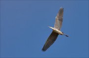 11_DSC6190_Grey_Heron_outspread_36pc